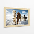 Caballos islandeses curiosos - Mike Leske | Cuadro decorativo de Canvas Lab