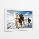 Caballos islandeses curiosos - Mike Leske | Cuadro decorativo de Canvas Lab