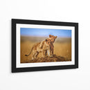 Cachorros de león juguetones - Jeffrey C. Sink | Cuadro decorativo de Canvas Lab
