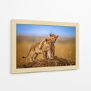 Cachorros de león juguetones - Jeffrey C. Sink | Cuadro decorativo de Canvas Lab