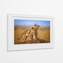 Cachorros de león juguetones - Jeffrey C. Sink | Cuadro decorativo de Canvas Lab
