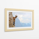 Cabra montés curiosa - Stefano Zocca | Cuadro decorativo de Canvas Lab