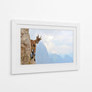 Cabra montés curiosa - Stefano Zocca | Cuadro decorativo de Canvas Lab