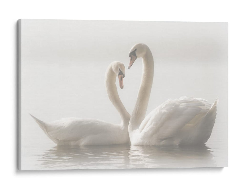 Cisnes enamorados - Monika Schwager | Cuadro decorativo de Canvas Lab