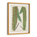 Fernia De Helecho Iii - Lowe | Cuadro decorativo de Canvas Lab