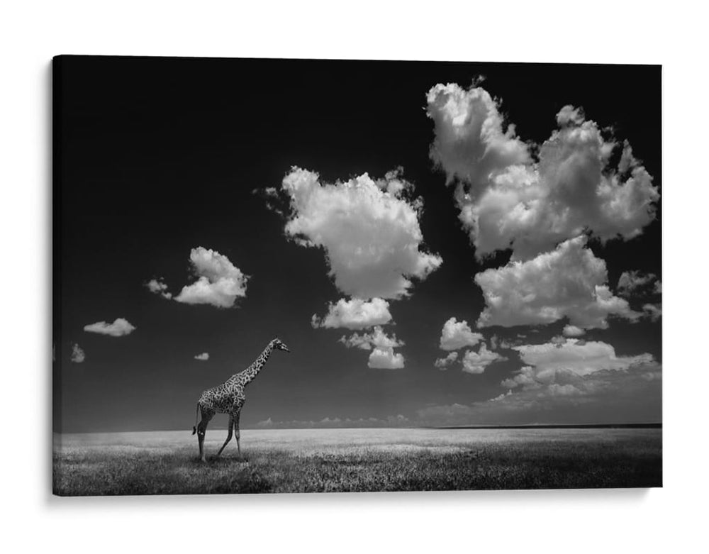 Cielo de jirafa africana - Alberto Ghizzi Panizza | Cuadro decorativo de Canvas Lab