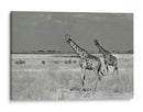 Dos jirafas en la sabana - Mathilde Guillemot | Cuadro decorativo de Canvas Lab