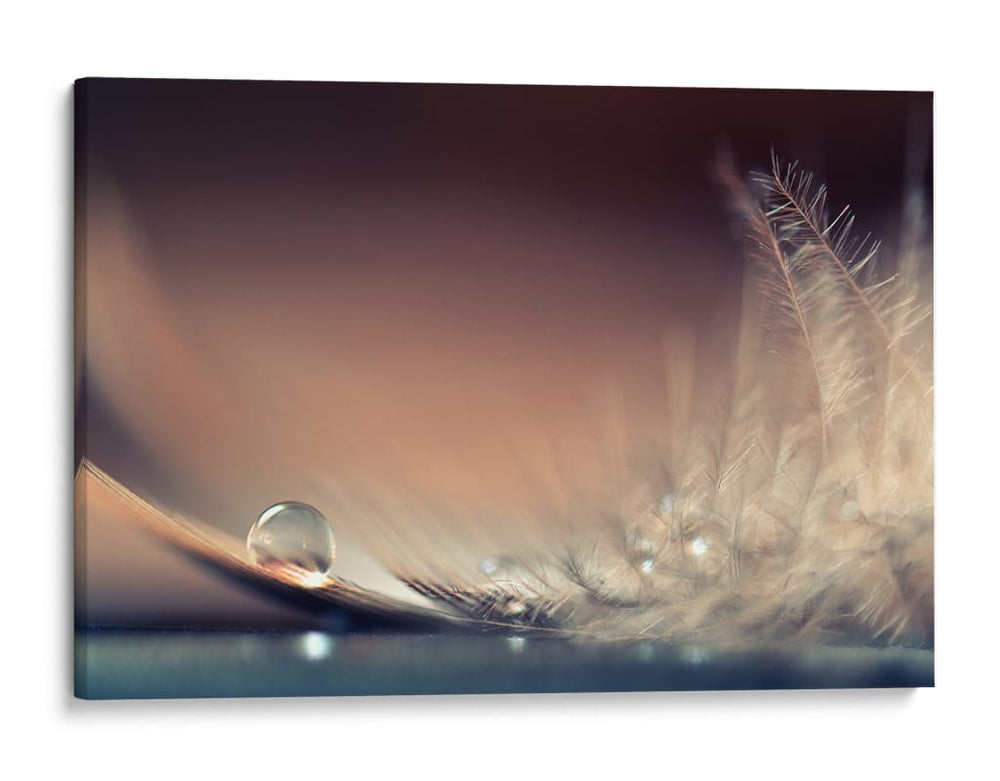 Delicada gota de pluma - Dmitry Doronin | Cuadro decorativo de Canvas Lab