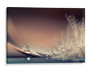 Delicada gota de pluma - Dmitry Doronin | Cuadro decorativo de Canvas Lab