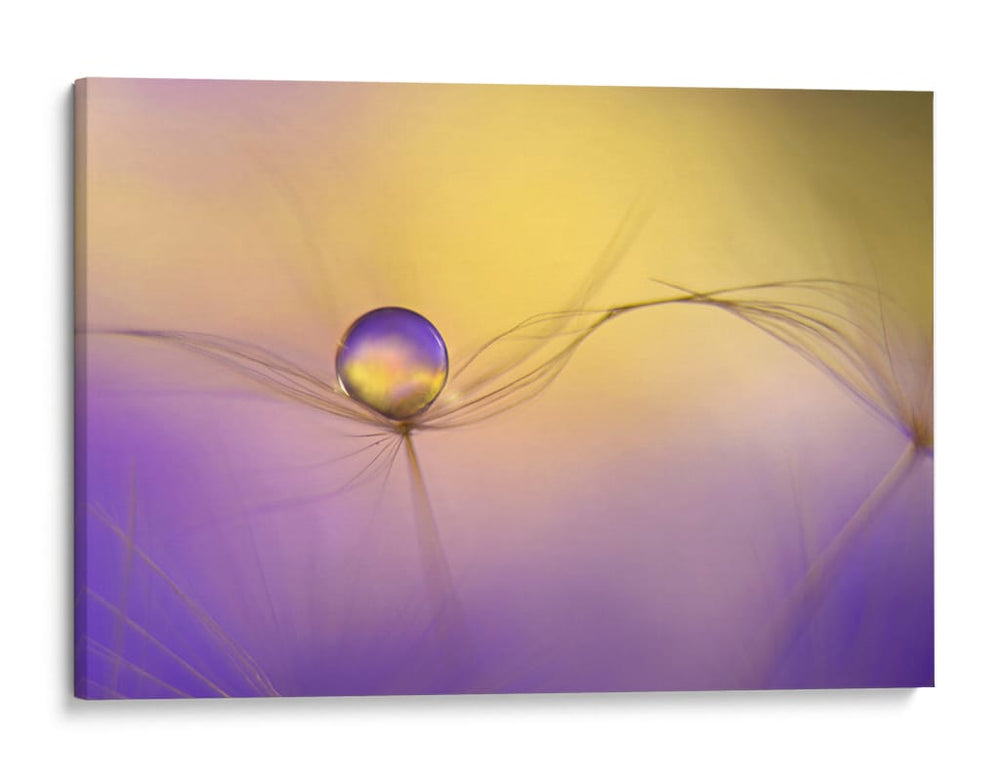 Delicada gota de semilla - Heidi Westum | Cuadro decorativo de Canvas Lab
