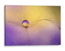 Delicada gota de semilla - Heidi Westum | Cuadro decorativo de Canvas Lab