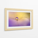 Delicada gota de semilla - Heidi Westum | Cuadro decorativo de Canvas Lab