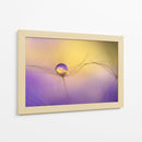 Delicada gota de semilla - Heidi Westum | Cuadro decorativo de Canvas Lab
