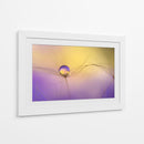 Delicada gota de semilla - Heidi Westum | Cuadro decorativo de Canvas Lab