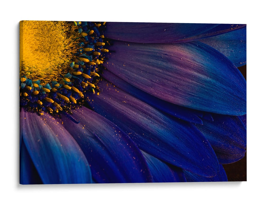 Detalle de flor azul vibrante - Torsteinn H. Ingibergsson | Cuadro decorativo de Canvas Lab