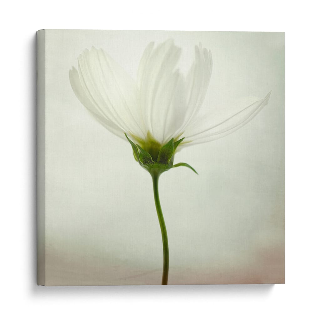 Delicada flor blanca - Lotte Gronkjar | Cuadro decorativo de Canvas Lab