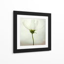 Delicada flor blanca - Lotte Gronkjar | Cuadro decorativo de Canvas Lab