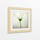 Delicada flor blanca - Lotte Gronkjar | Cuadro decorativo de Canvas Lab