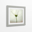 Delicada flor blanca - Lotte Gronkjar | Cuadro decorativo de Canvas Lab