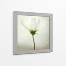Delicada flor blanca - Lotte Gronkjar | Cuadro decorativo de Canvas Lab