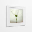 Delicada flor blanca - Lotte Gronkjar | Cuadro decorativo de Canvas Lab