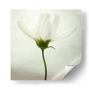 Delicada flor blanca - Lotte Gronkjar | Cuadro decorativo de Canvas Lab