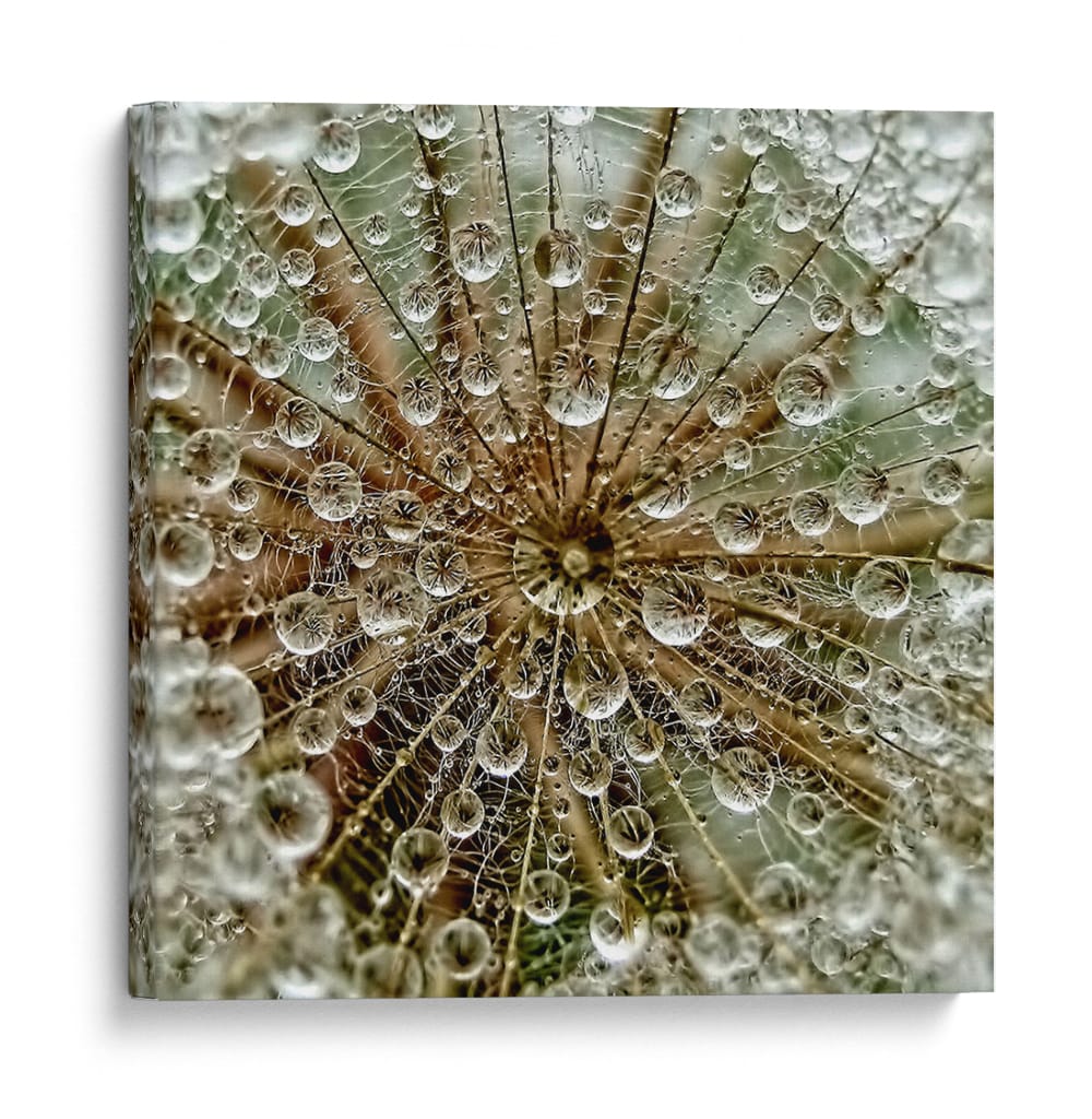 Delicadas gotas de diente de león - Tanya Markova | Cuadro decorativo de Canvas Lab