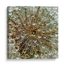 Delicadas gotas de diente de león - Tanya Markova | Cuadro decorativo de Canvas Lab