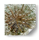 Delicadas gotas de diente de león - Tanya Markova | Cuadro decorativo de Canvas Lab