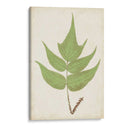 Fernia De Helecho Vii - Lowe | Cuadro decorativo de Canvas Lab