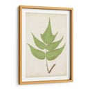 Fernia De Helecho Vii - Lowe | Cuadro decorativo de Canvas Lab