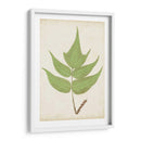 Fernia De Helecho Vii - Lowe | Cuadro decorativo de Canvas Lab