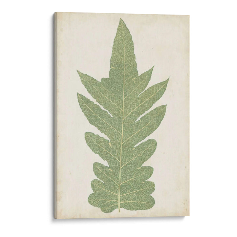 Fernia Fern Ix - Lowe | Cuadro decorativo de Canvas Lab