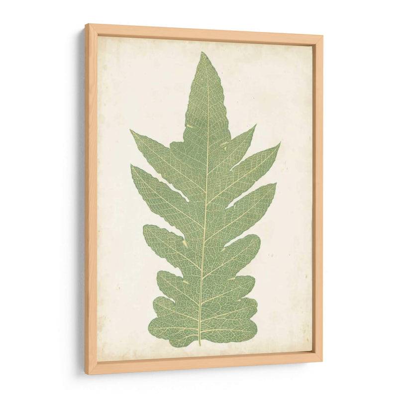 Fernia Fern Ix - Lowe | Cuadro decorativo de Canvas Lab