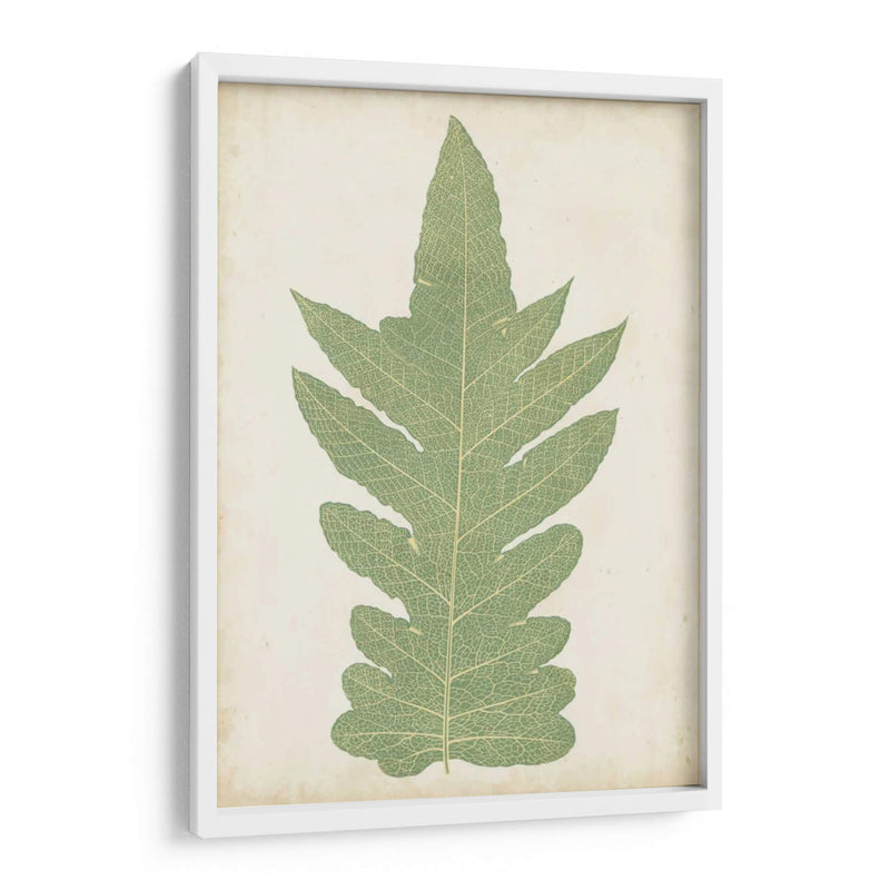 Fernia Fern Ix - Lowe | Cuadro decorativo de Canvas Lab