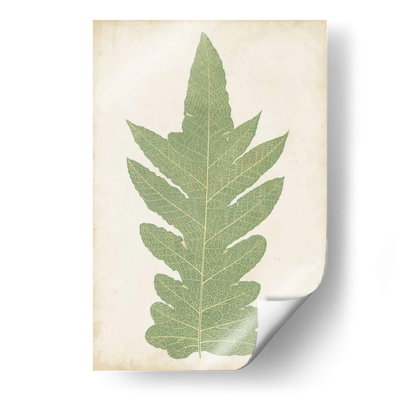 Fernia Fern Ix - Lowe | Cuadro decorativo de Canvas Lab