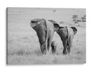 Familia de elefantes africanos - Ali Khataw | Cuadro decorativo de Canvas Lab