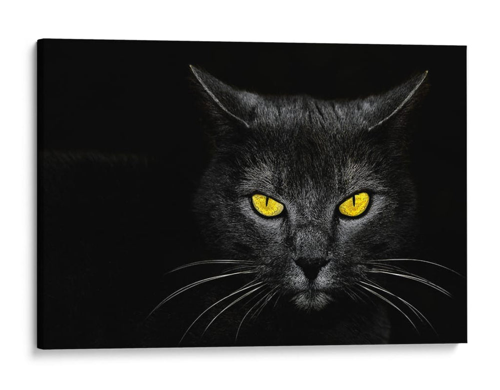 Gato obsidiana insomne negro - Davorin Baloh | Cuadro decorativo de Canvas Lab