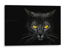 Gato obsidiana insomne negro - Davorin Baloh | Cuadro decorativo de Canvas Lab
