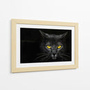 Gato obsidiana insomne negro - Davorin Baloh | Cuadro decorativo de Canvas Lab