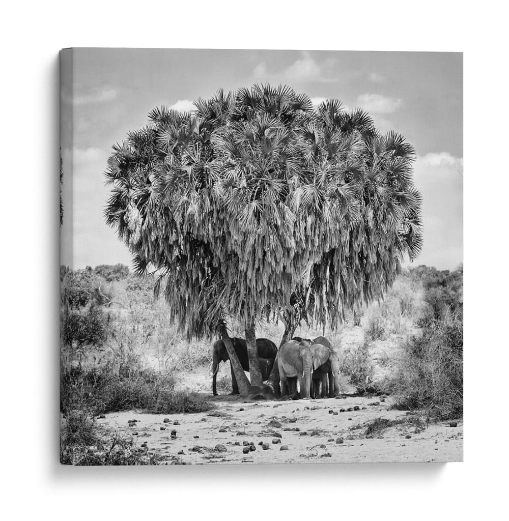 Elefantes africanos, palmeras a la sombra - Marcel Rebro | Cuadro decorativo de Canvas Lab