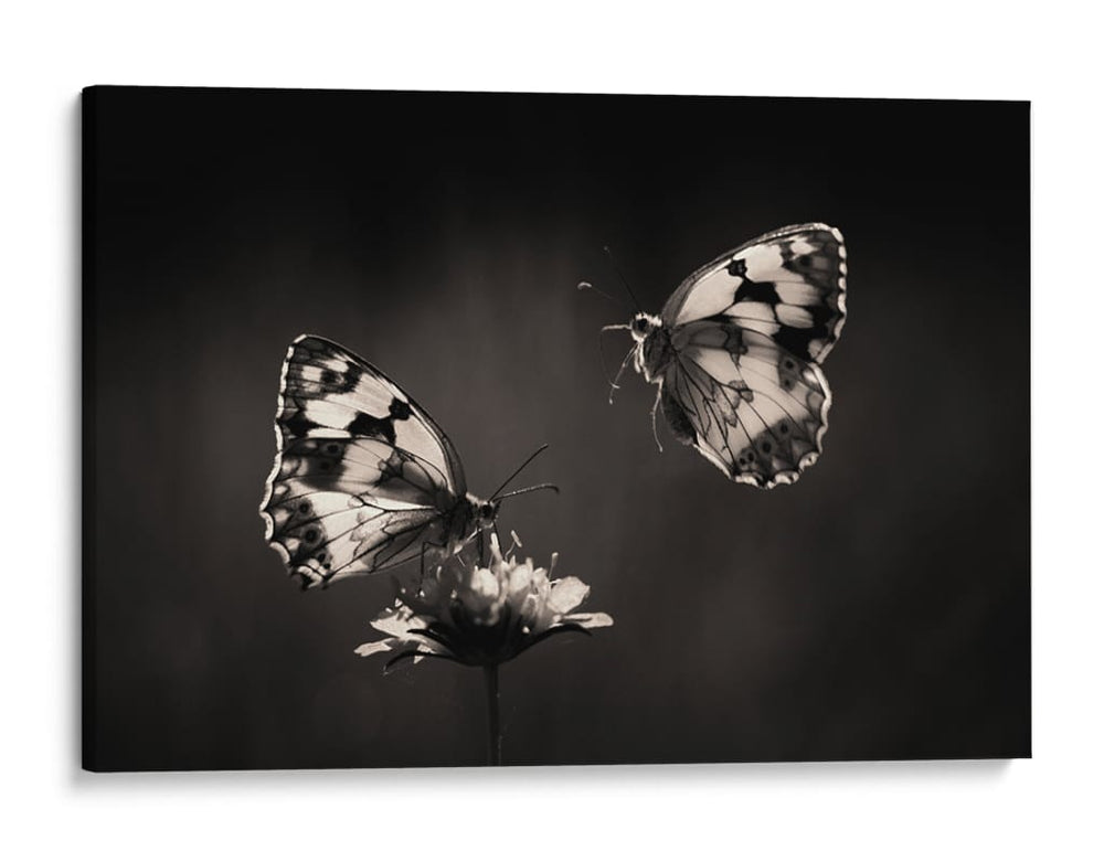 Elegante pareja de mariposas - Jimmy Hoffman | Cuadro decorativo de Canvas Lab