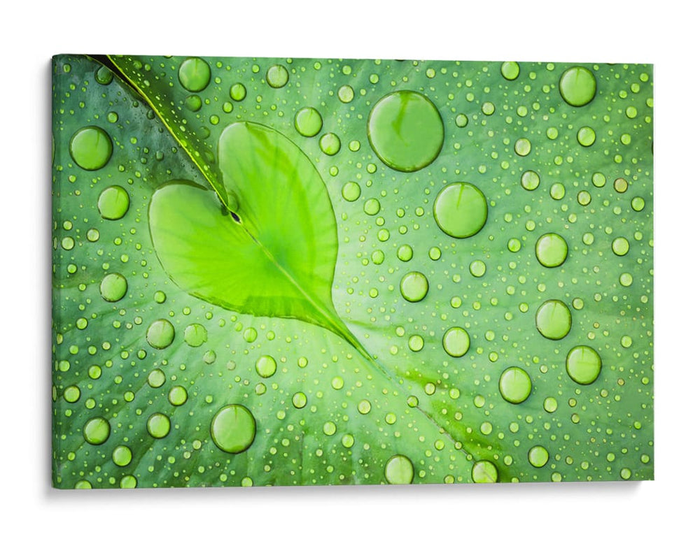 Gotas de rocío de hoja de corazón - Woraphon Banchobdi | Cuadro decorativo de Canvas Lab