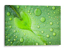 Gotas de rocío de hoja de corazón - Woraphon Banchobdi | Cuadro decorativo de Canvas Lab