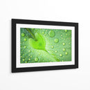 Gotas de rocío de hoja de corazón - Woraphon Banchobdi | Cuadro decorativo de Canvas Lab