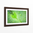Gotas de rocío de hoja de corazón - Woraphon Banchobdi | Cuadro decorativo de Canvas Lab