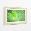 Gotas de rocío de hoja de corazón - Woraphon Banchobdi | Cuadro decorativo de Canvas Lab