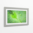 Gotas de rocío de hoja de corazón - Woraphon Banchobdi | Cuadro decorativo de Canvas Lab