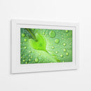 Gotas de rocío de hoja de corazón - Woraphon Banchobdi | Cuadro decorativo de Canvas Lab