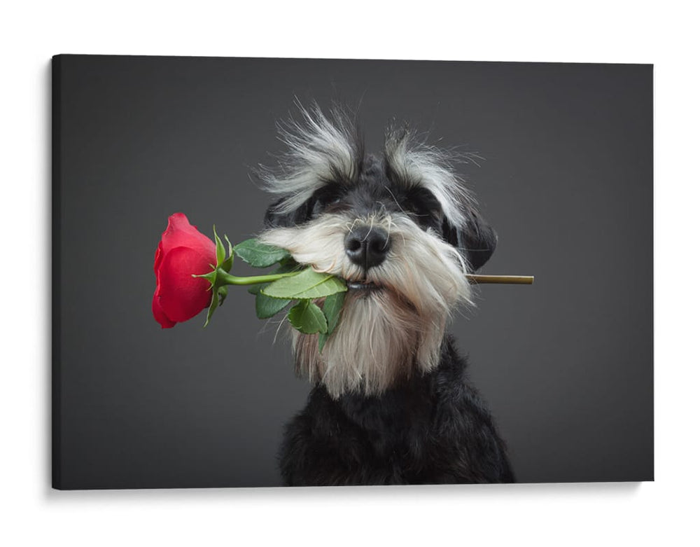 Entrega de rosas de Schnauzer - Adnan Mahmutovic | Cuadro decorativo de Canvas Lab
